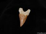 Uncommon Palaeocarcharodon Shark Tooth #238-1